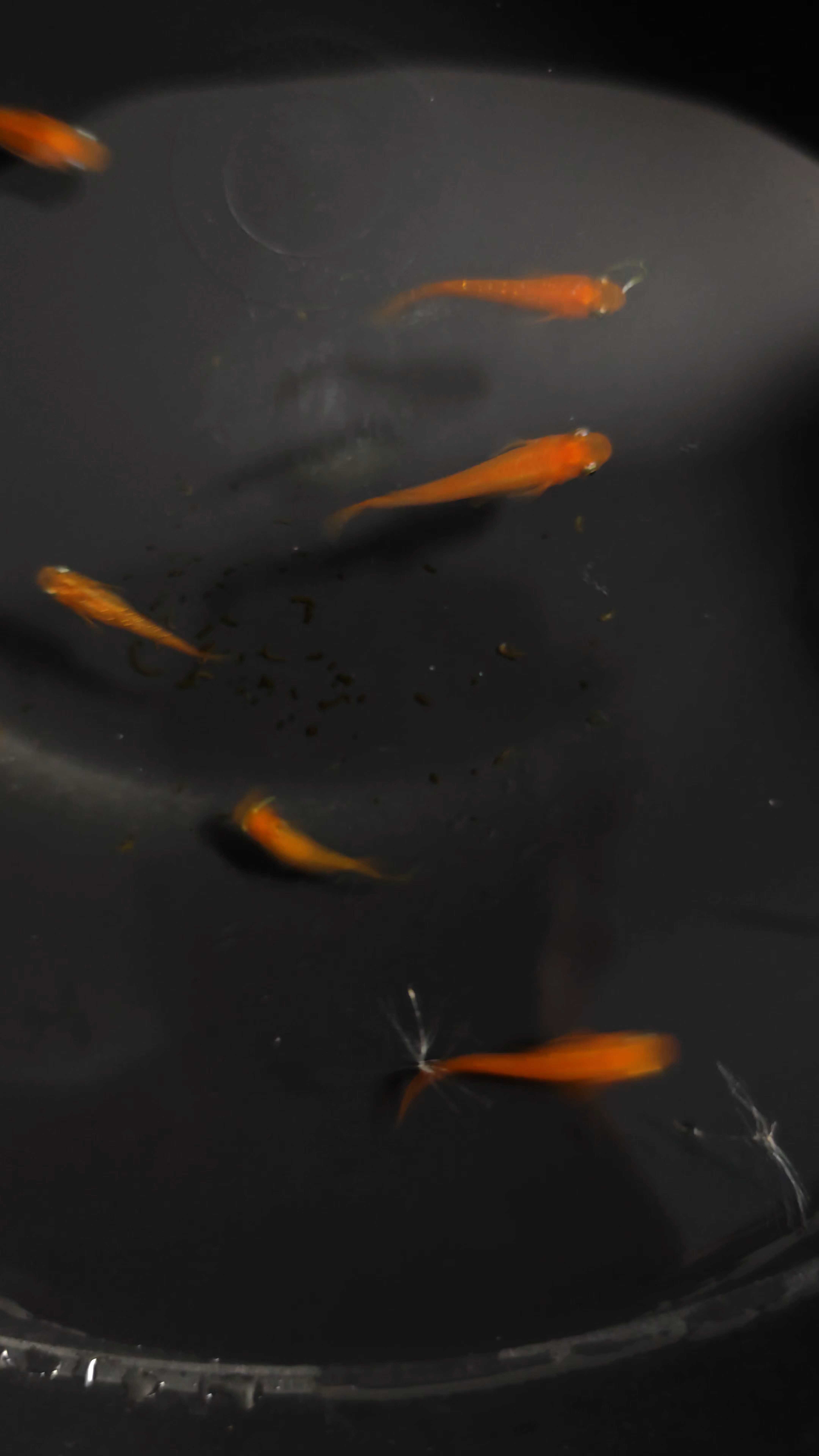 Medaka fish red king เพาะไทย