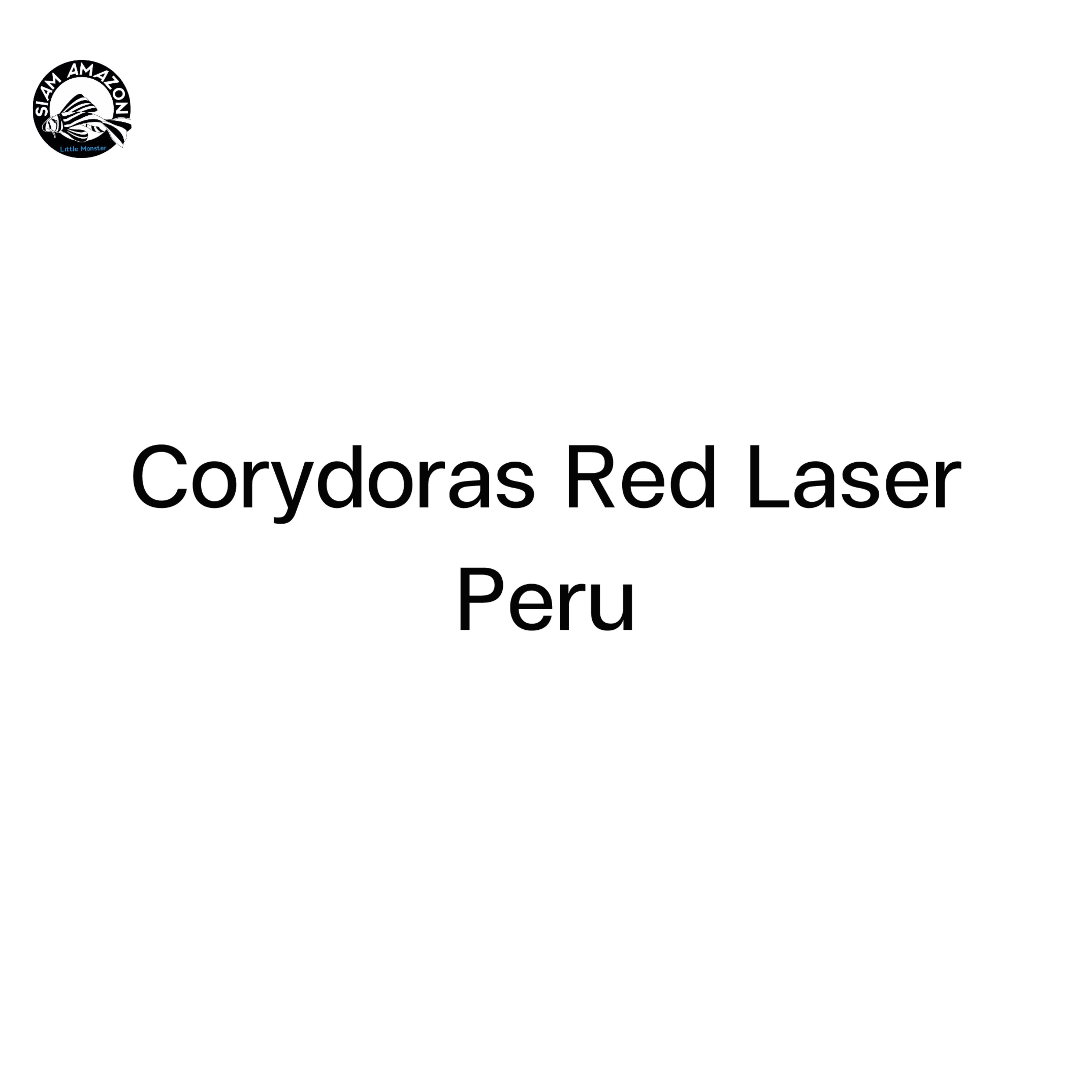 Corydoras red laser 🇵🇪 