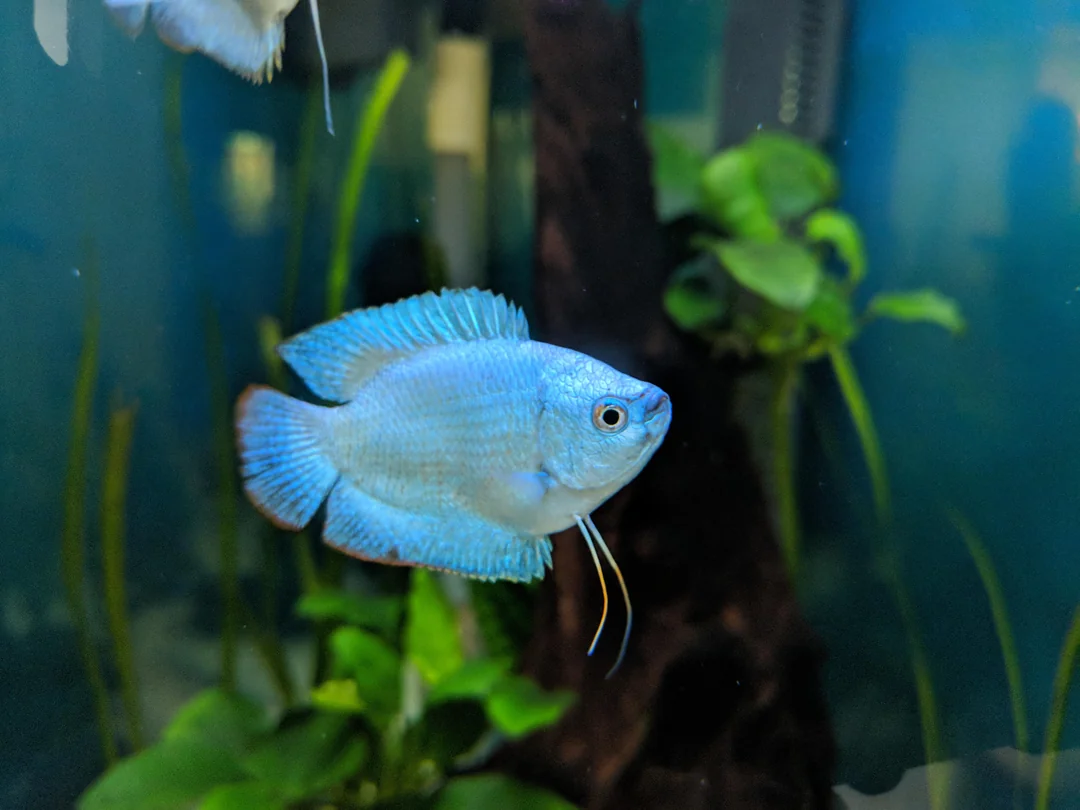 Blue neon dwarf gourami กระดี่ นีออน