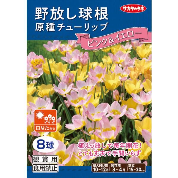 Wild tulip (พร้อมส่ง)