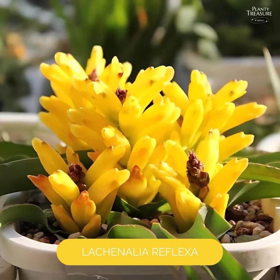 Lachenalia Reflexa