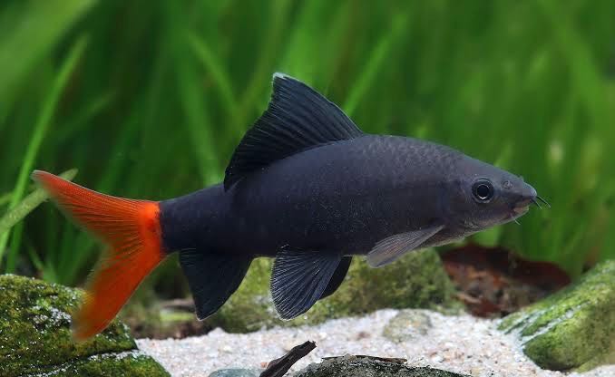 ปลาทรงเครื่อง (Red-tailed black shark)