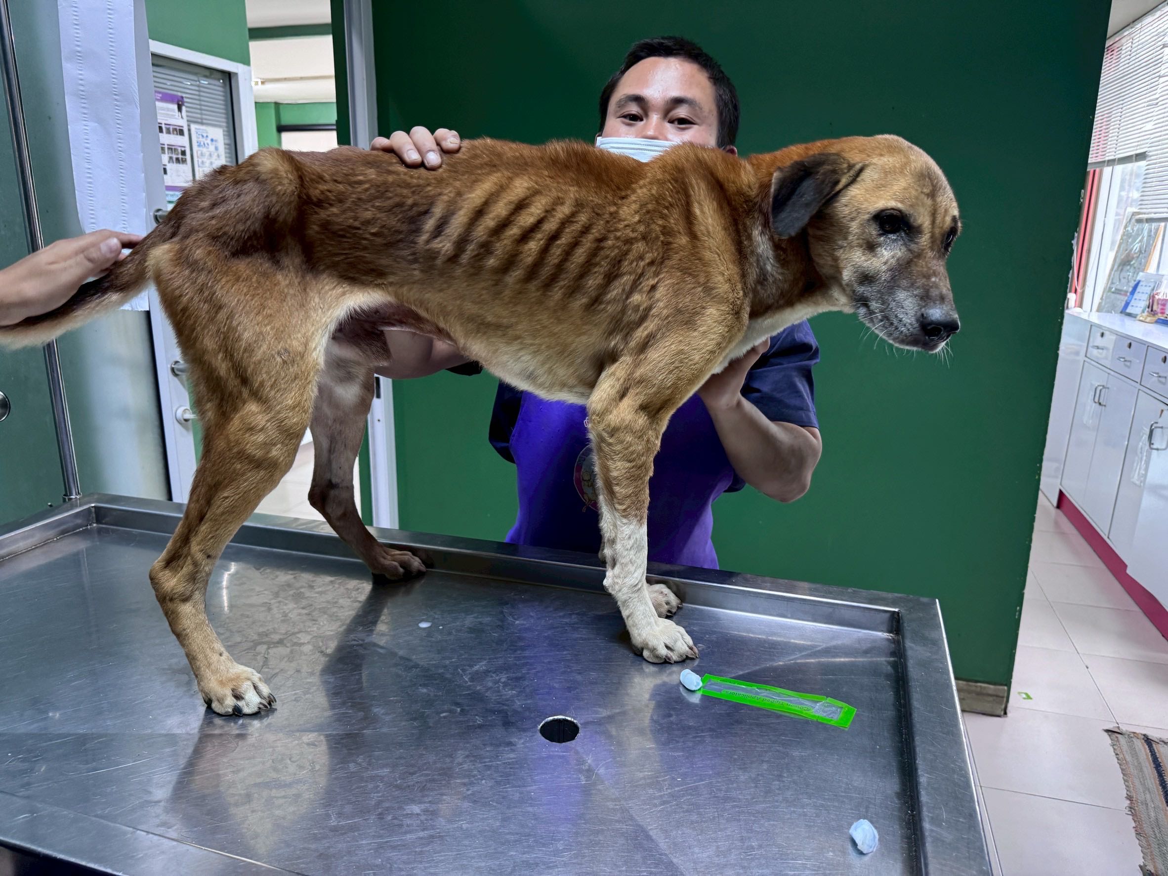 บริจาคค่ารักษา น้องหนวดสุพรรณบุรี