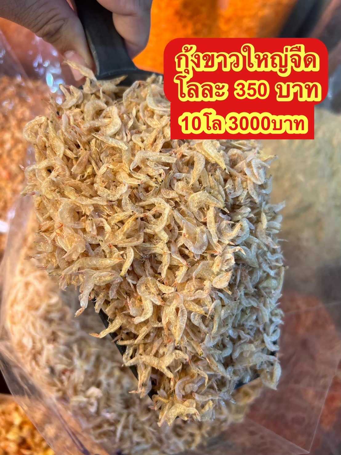 กุ้งโก่งขาว ขนาด500กรัม