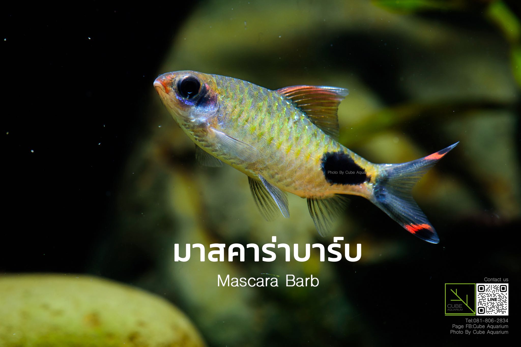 ปลามาสคาร่าบาร์บ Mascara Barb