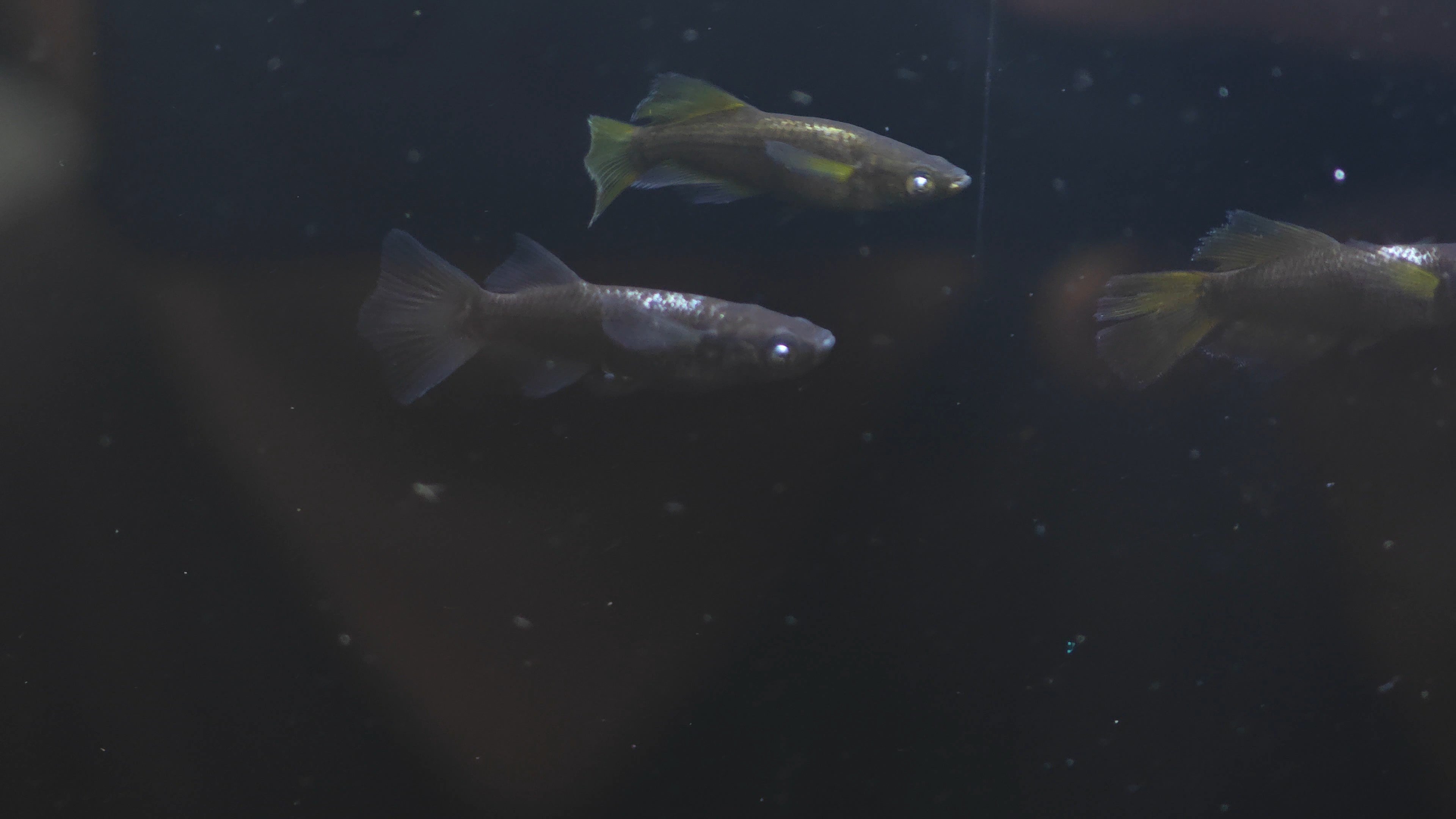 Medaka fish Kaiji RLF x Eva F4 นำเข้าจากญี่ปุ่น