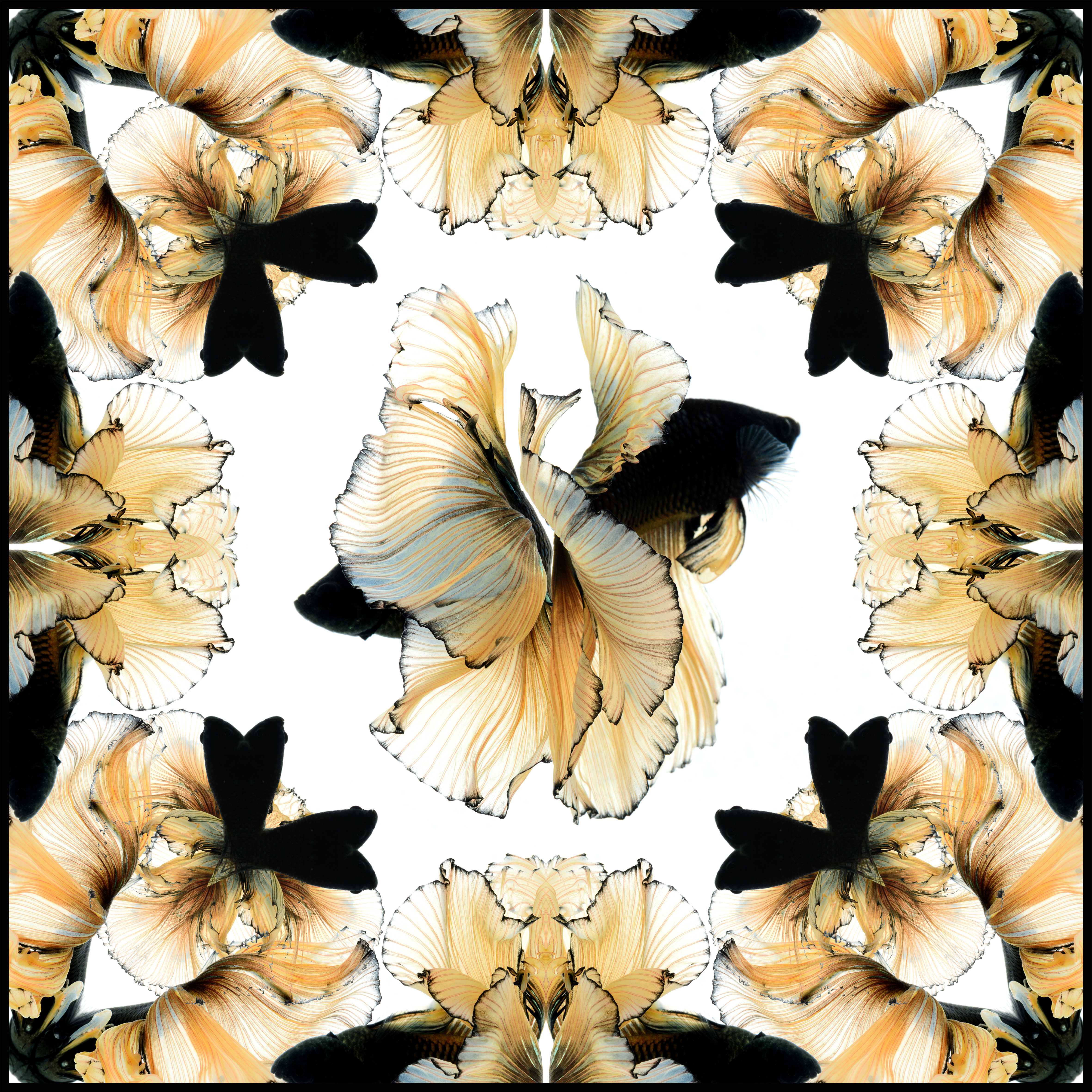 Yellow Black Fullmoon Betta  Scarf - White
