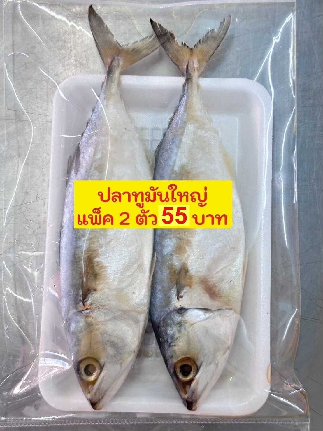 ปลาทูมัน55