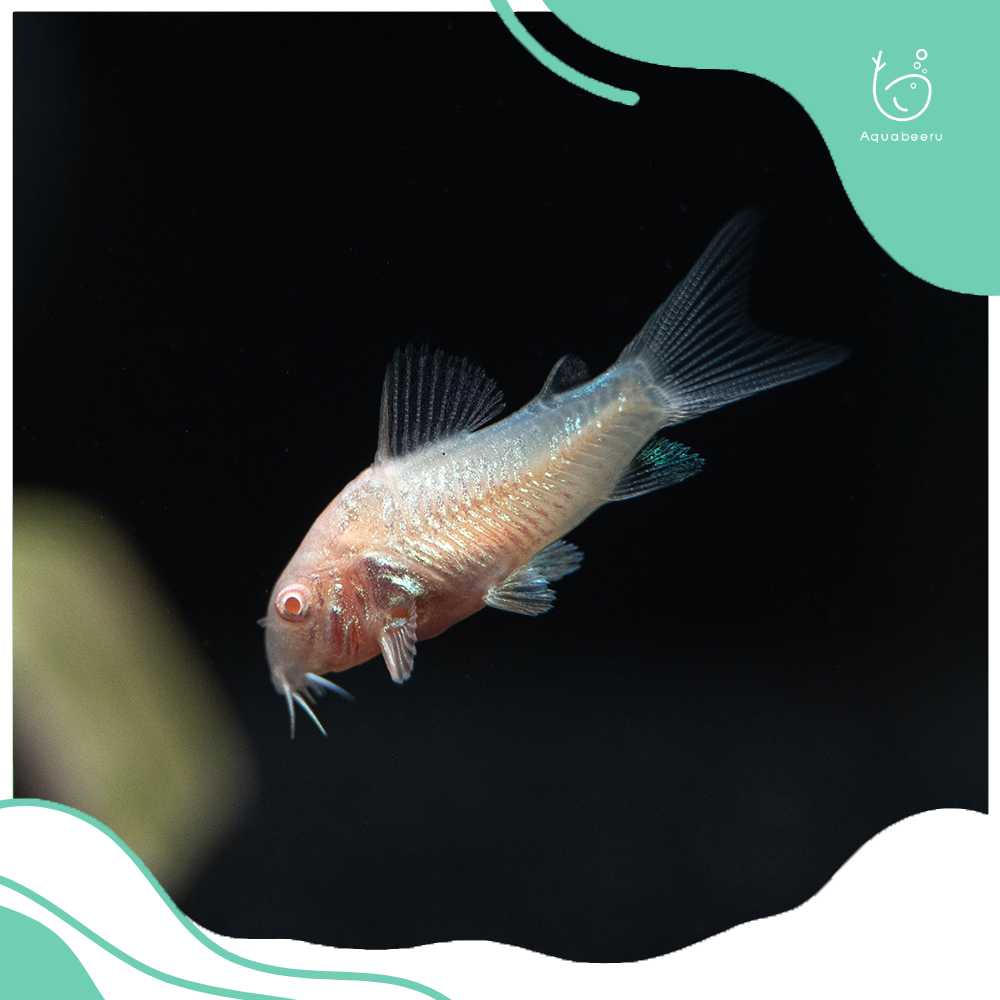 ปลาแพะเผือก (Albino Corydoras)