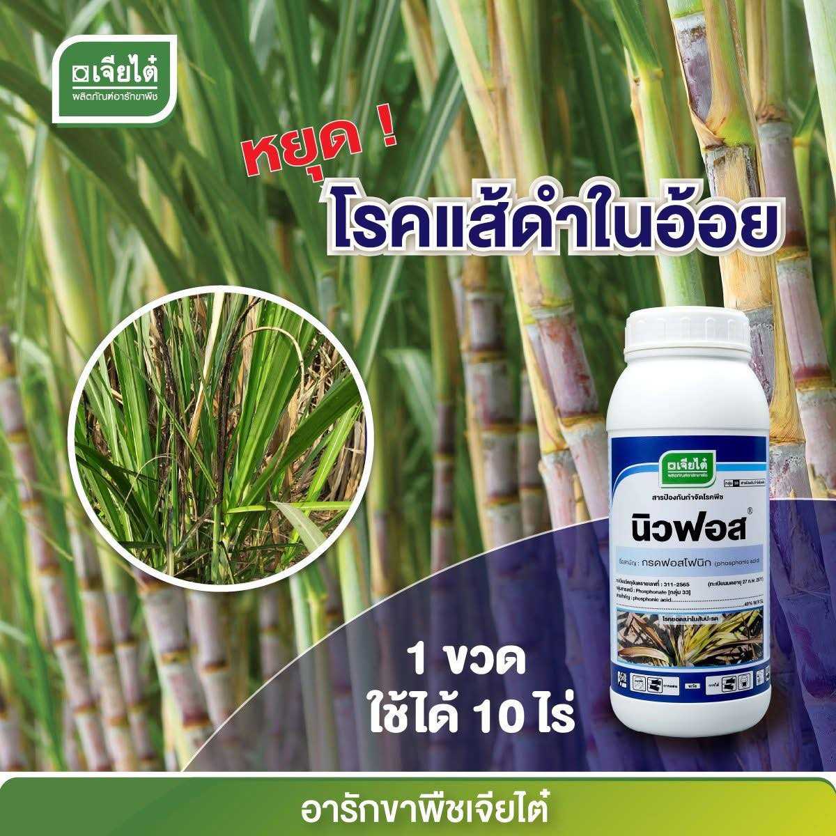 นิวฟอส ทดแทน ฟอสครอปเค  ขนาด 1 ลิตร ใช้รักษา ยับยั้ง และป้องกัน ได้ โรคไฟทอปธอราในทุเรียน