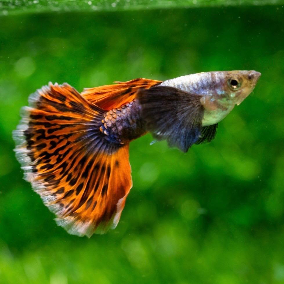 Dumbo Moses ราคาต่อตัว