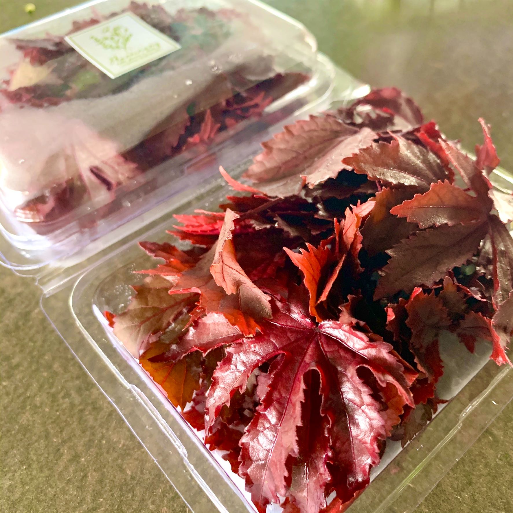 ใบเมเปิ้ลแดง (Maple leaf)