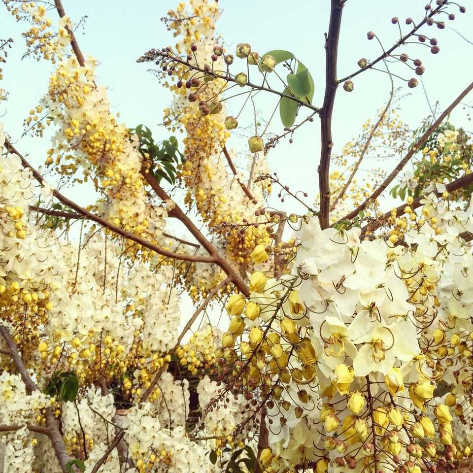 คูนขาว
