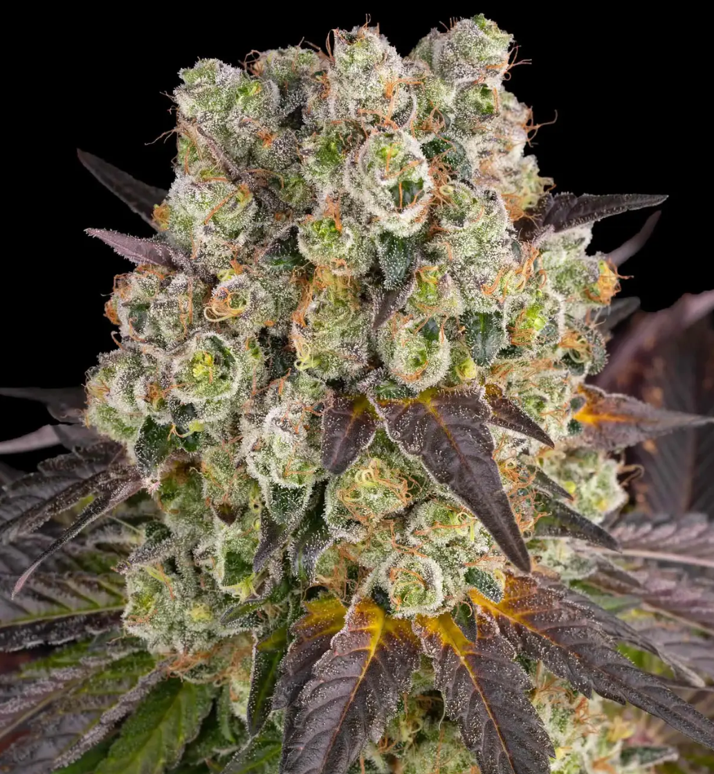 Purple Punch X Lemon Drizzle Feminized pack 3