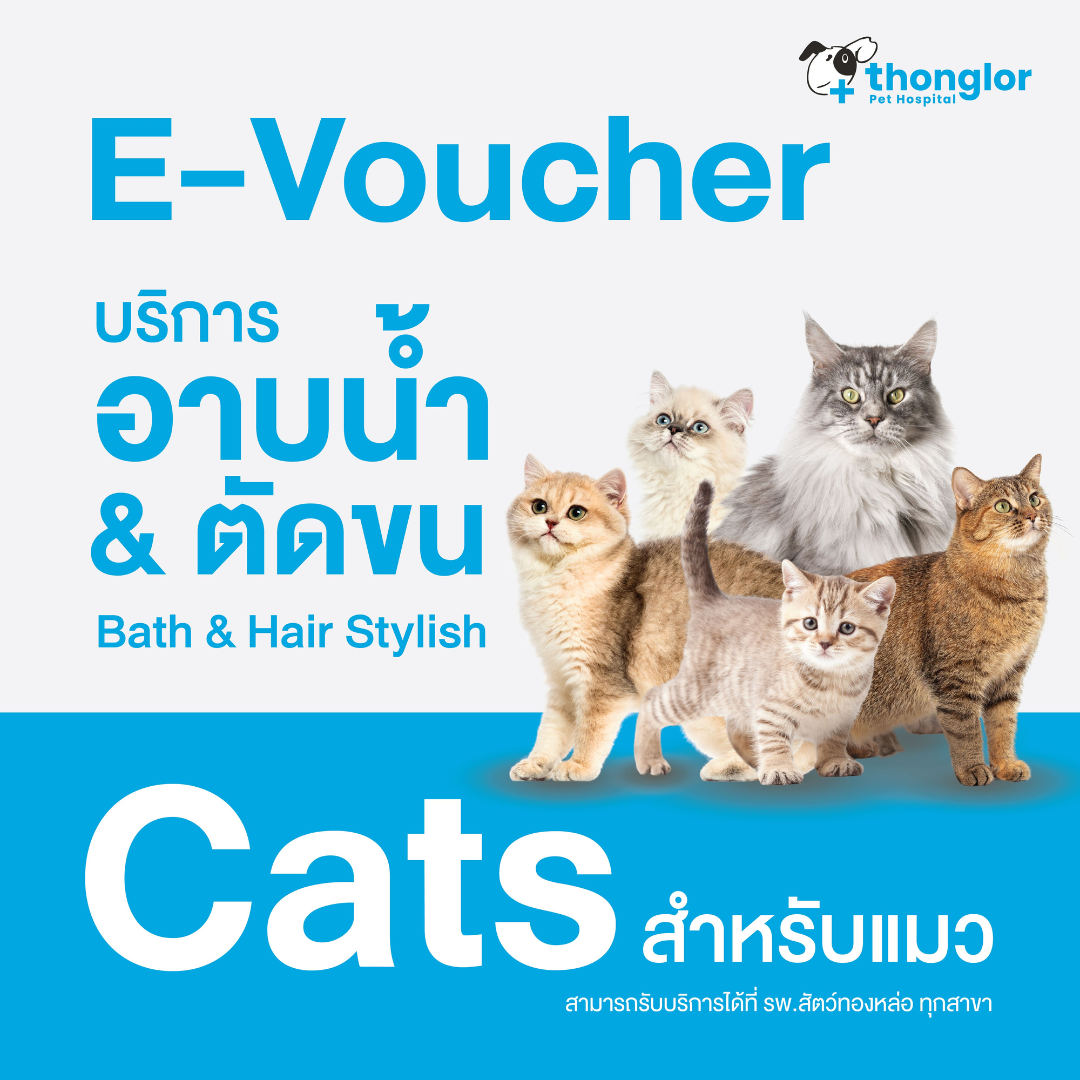 (E-Voucher) Thonglor Pet Care Shower + Hair Cut_Cats - อาบน้ำ+ตัดขน ตัดเล็บ เช็ดหู แปรงขน_แมว