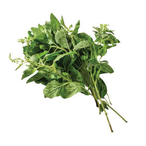 FG12001 ใบกะเพรา Holy Basil ( 100g )