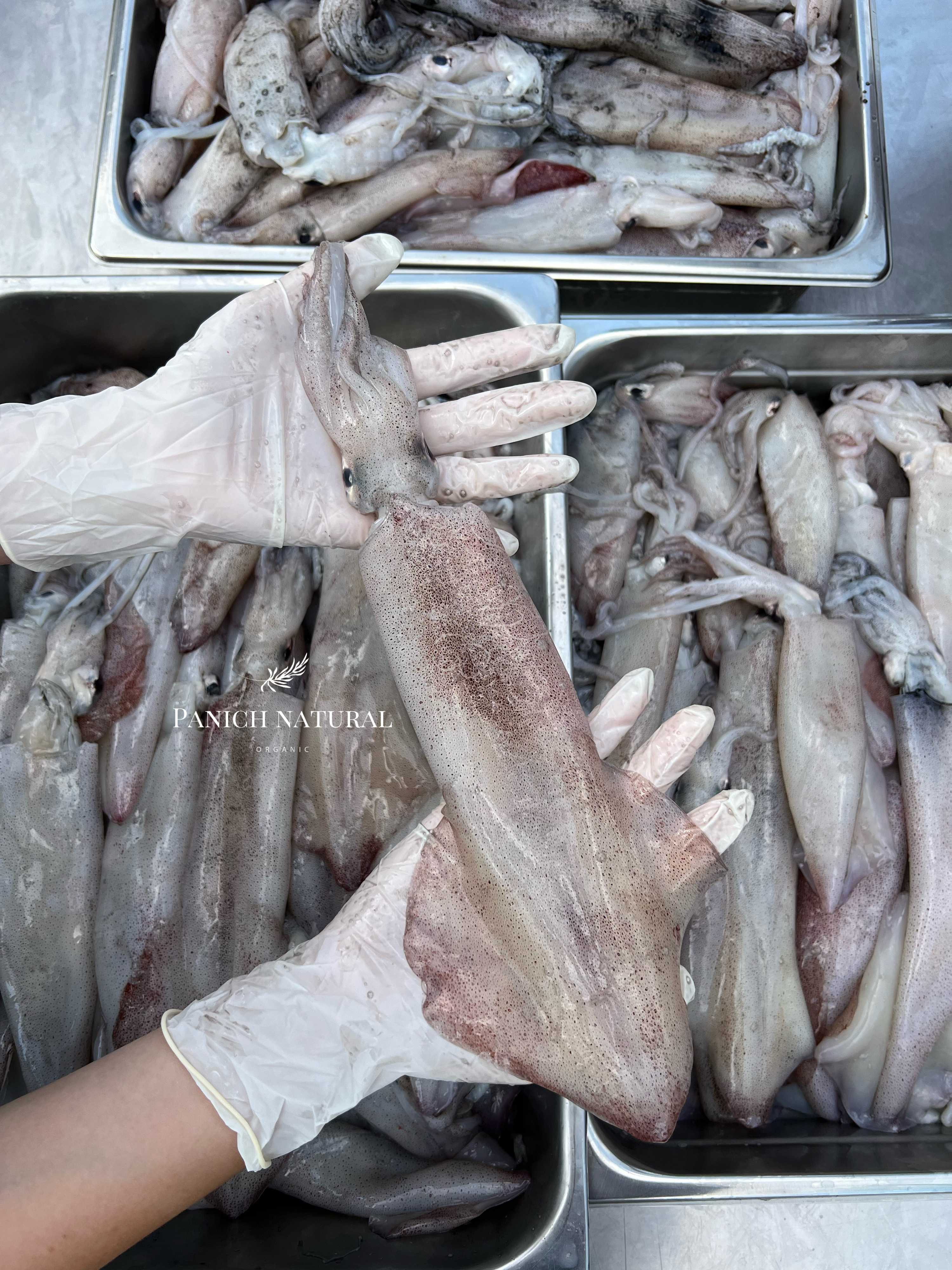 หมึกกล้วย ไม่ไข่ แพค 500-800g. ไม่บวมน้ำ ไม่แช่เกลือ ทานหนังได้