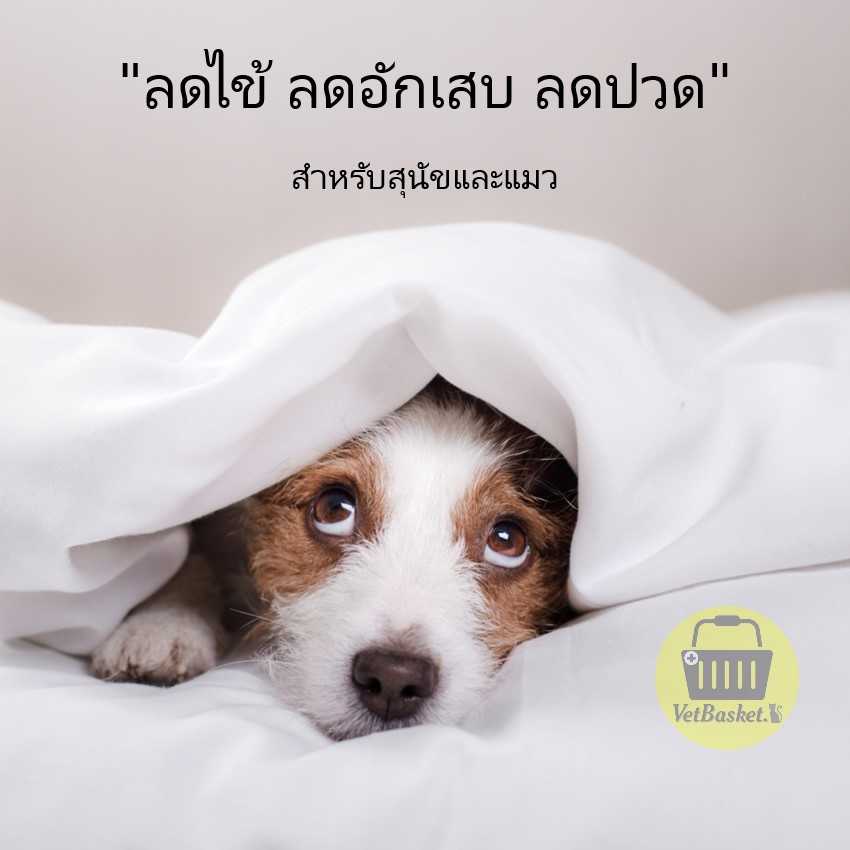 Tol ลดไข้ ลดปวด ลดอักเสบ สำหรับ สุนัข และ แมว