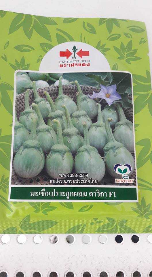 มะเขือเปราะดาวิกา  1.875 กรัม  #เมล็ดพันธ์ุ