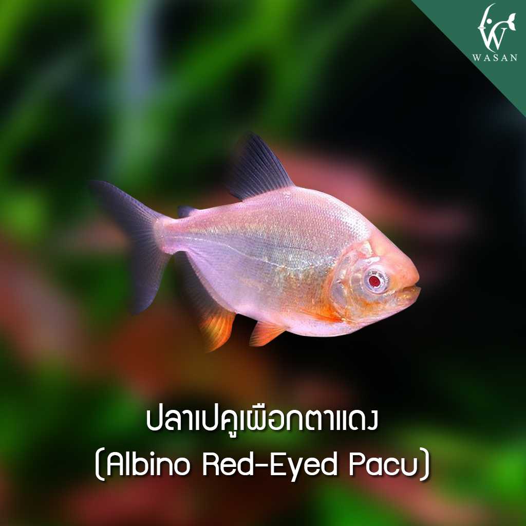 ปลาเปคูเผือกตาแดง Albino Red-Eyed Pacu (ไซส์ 4 นิ้ว)