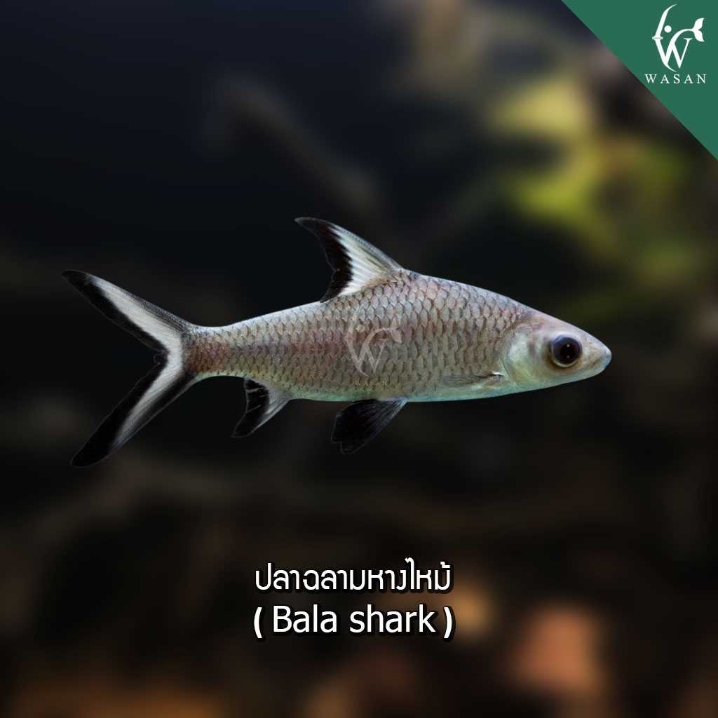 ปลาฉลามหางไหม้ Bala shark ( ไซส์ 2 นิ้ว)