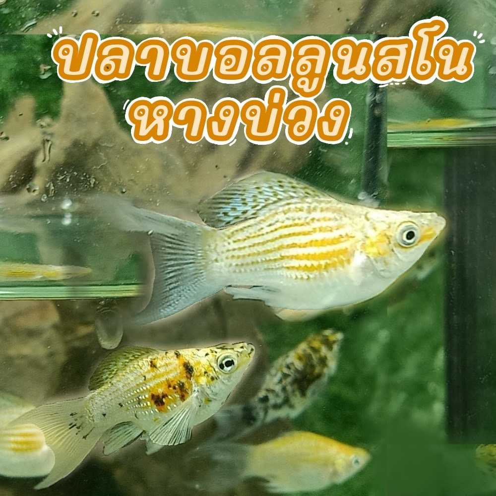 ปลาบอลลูนสโนว์ หางบ่วง เซต 4ตัว