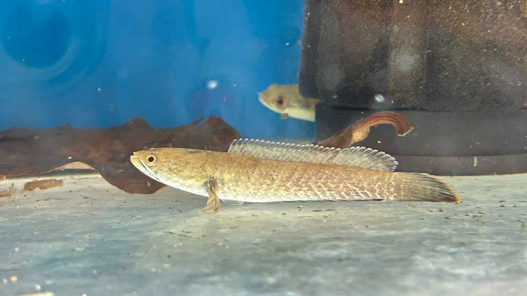 ช่อนกั้งไทย Snakehead Thai Local (ไซส์ 3-4นิ้ว)