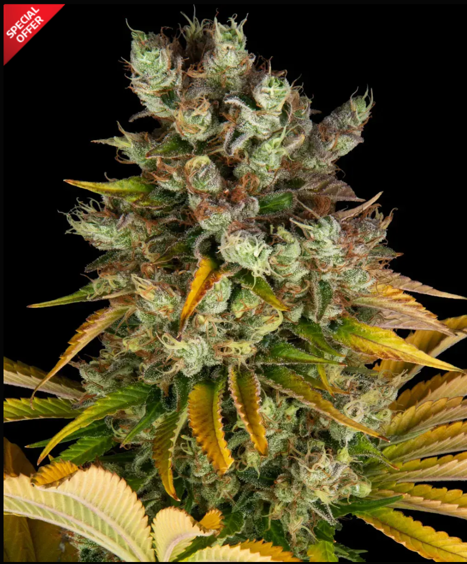 GMO Feminized pack 3
