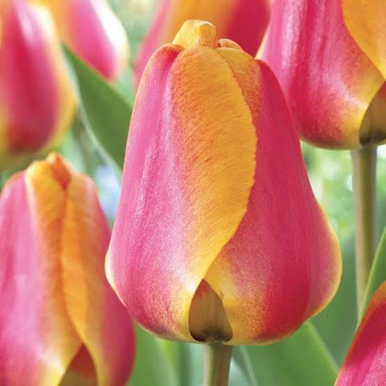 Tulip Apeldoorn's Elite (พร้อมส่ง)
