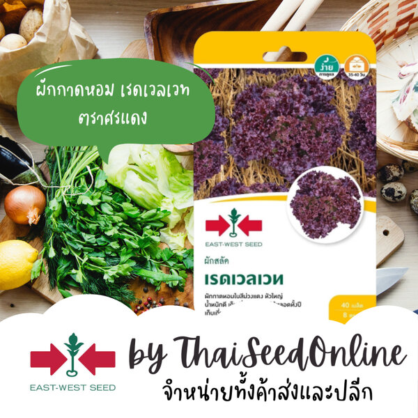 ตราศรแดง GGEW เมล็ดพันธุ์ซฟ เมล็ดพันธุ์ผักกาดหอม เรดเวลเวท ตราศรแดง 40เมล็ด ตราศรแดง Lettuce ผักส...