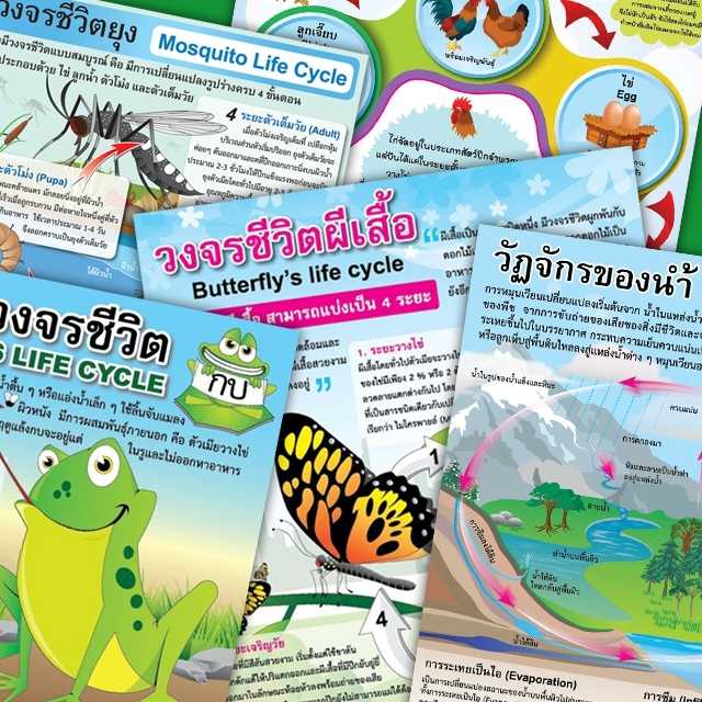 โปสเตอร์พลาสติก  PP วิชาวิทยาศาสตร์  วงจรชีวิตและวัฐจักร
