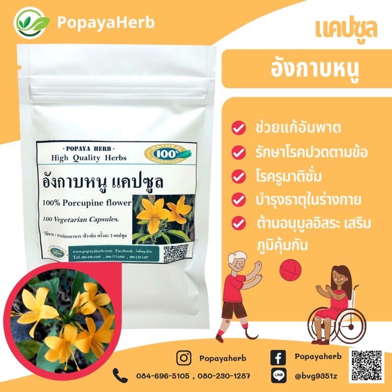 แคปซูล อังกาบหนู100% (Porcupine flower)