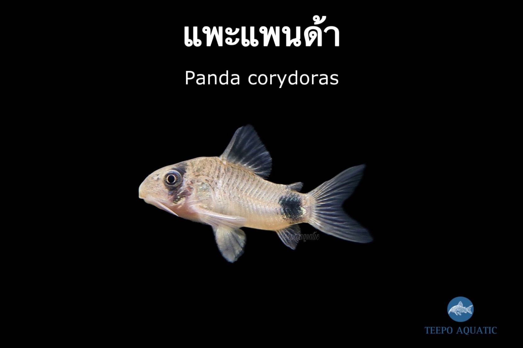 ปลาแพะเเพนด้า Panda Corydoras