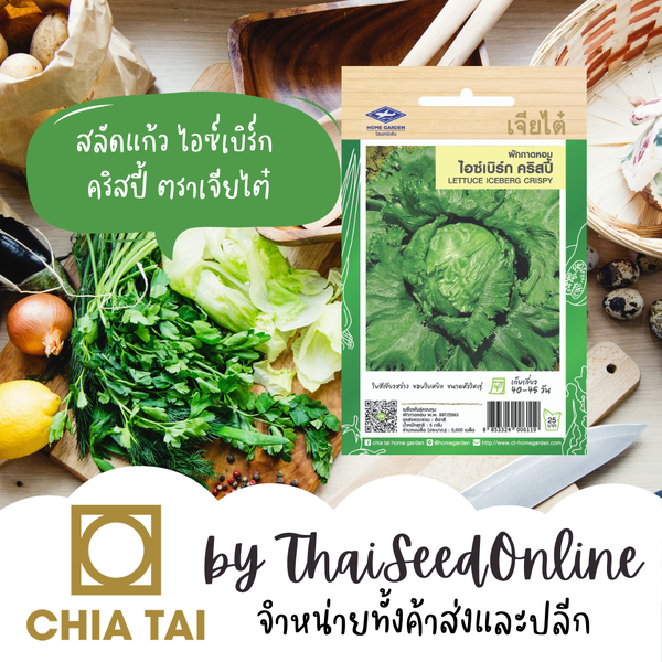 CTF1 เมล็ดพันธุ์ ผักกาดหอม ผักกาดแก้ว สลัดแก้ว ไอซ์เบิร์ก คริสปี้ 5000 เมล็ด ตราเจียไต๋ Iceberg C...
