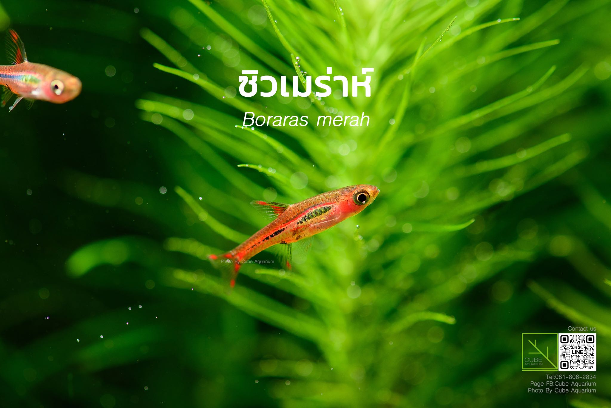 ซิวเมร่าห์ Boraras merah