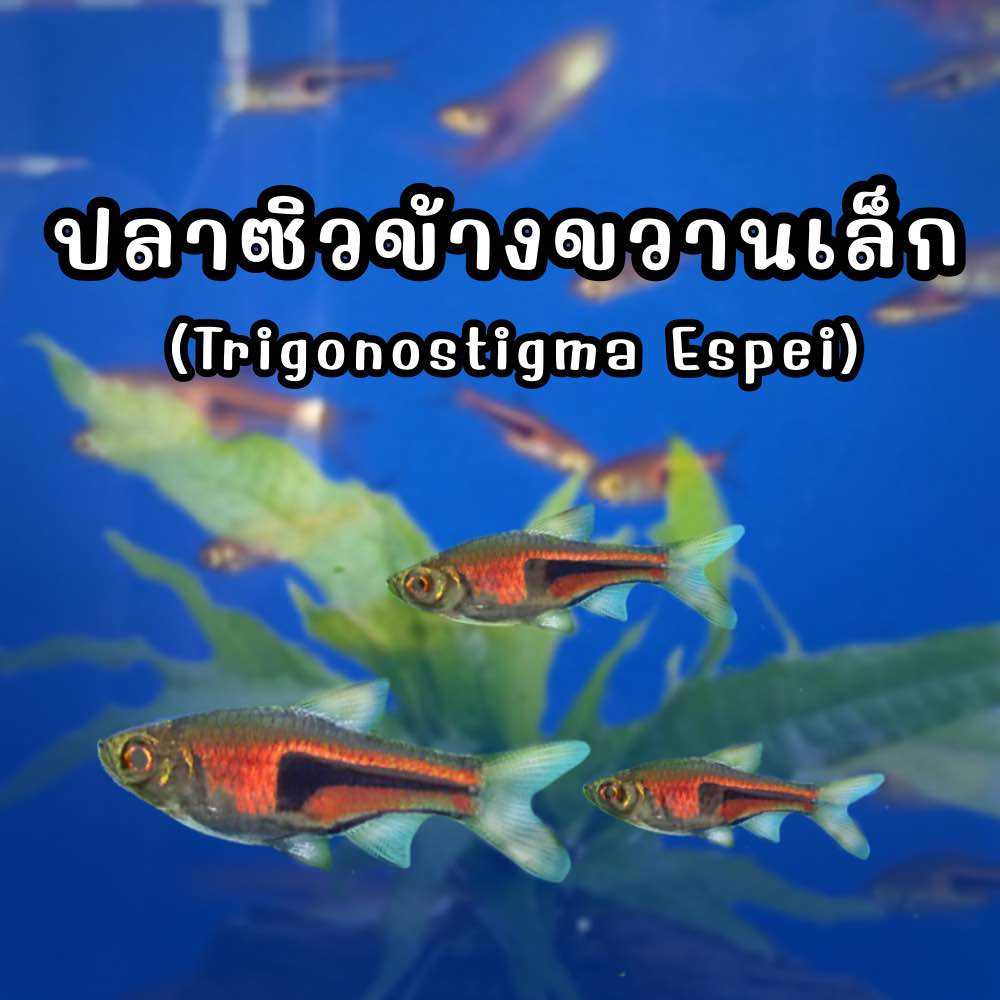 ปลาซิวข้างขวานเล็ก (Trigonostigma Espei)  2 ตัว มีประกัน