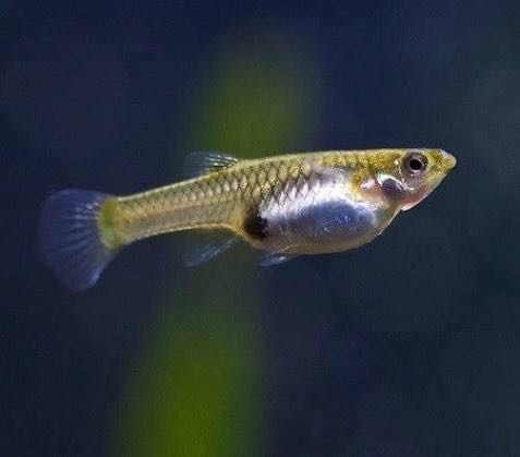 Endler Guppy female 