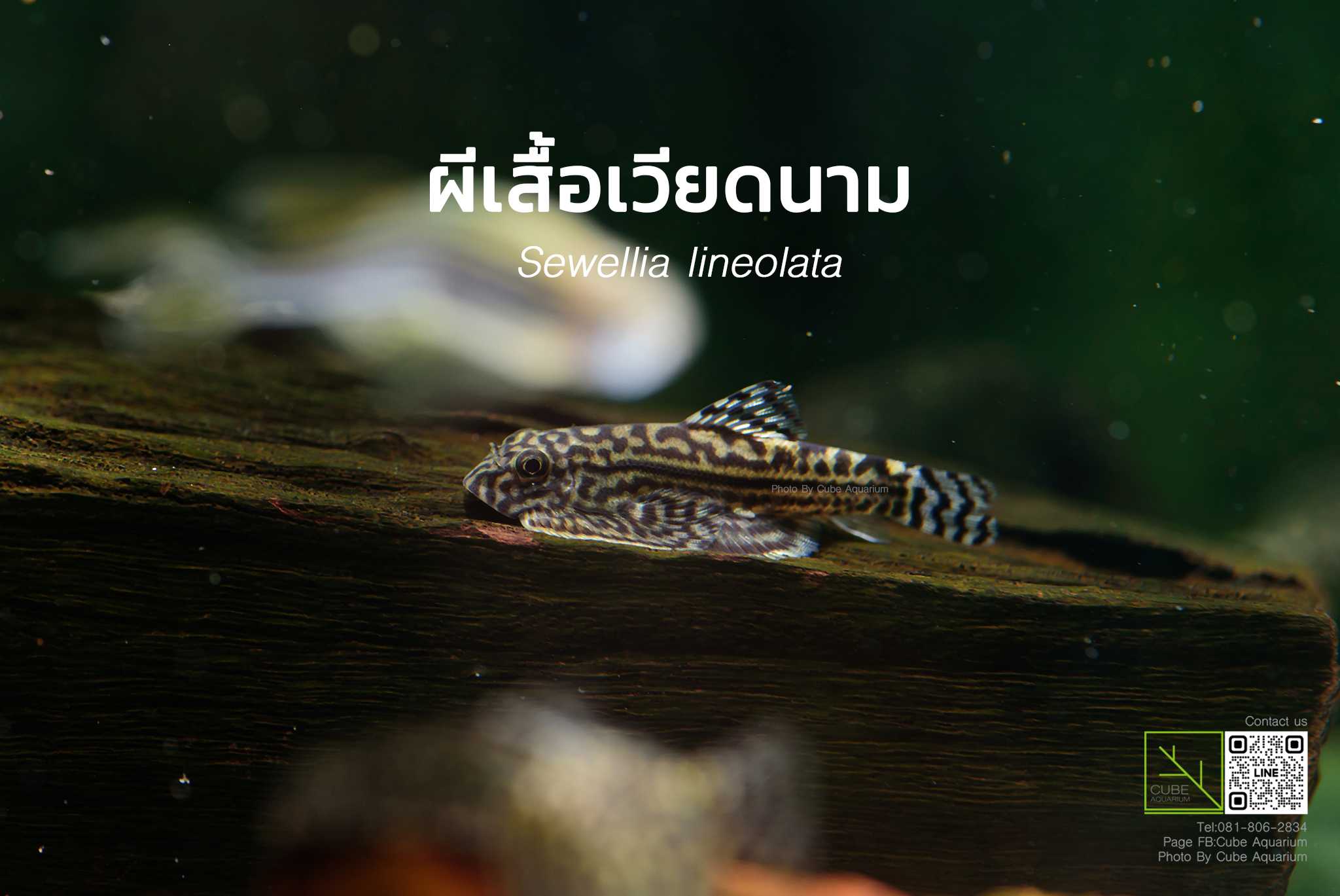 ผีเสื้อเวียดนาม Sewellia lineolata 1.3นิ้ว  