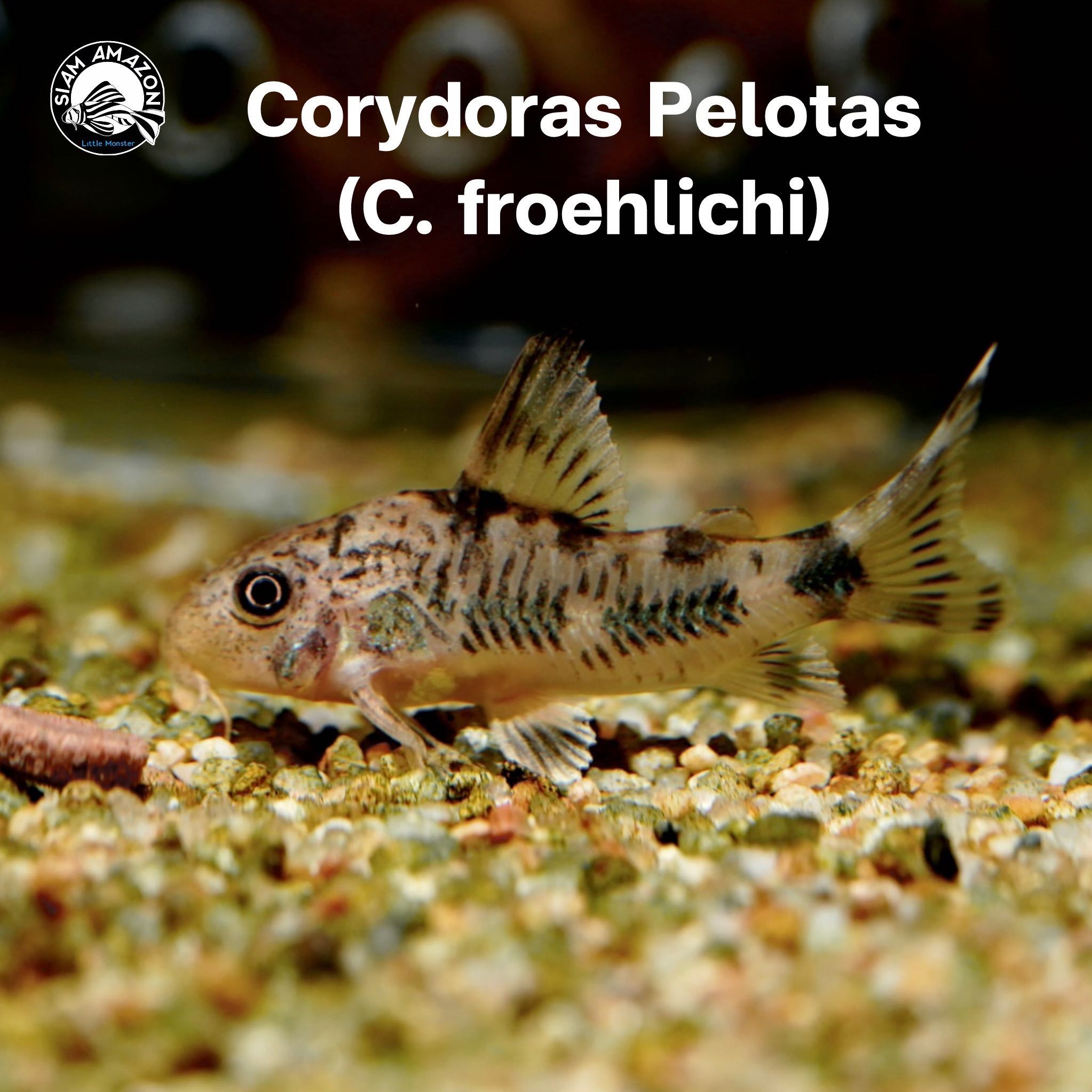 Corydoras Froehlichi	