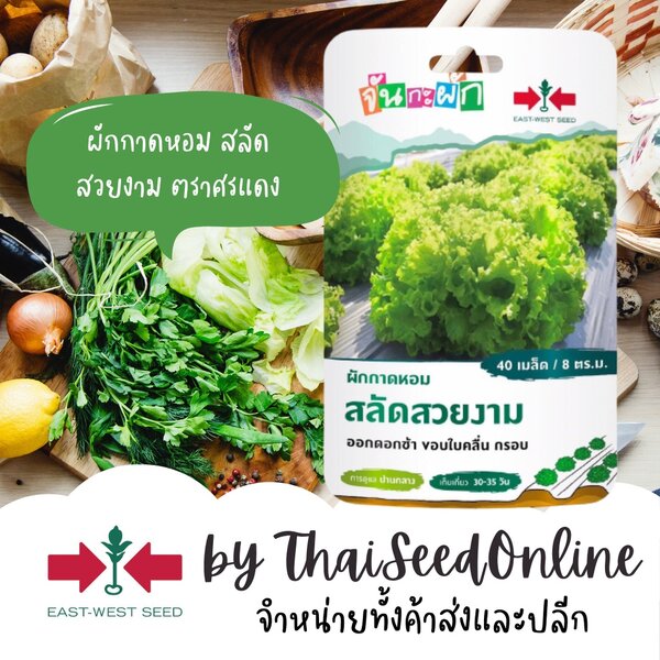 GGEW ผักกาดหอม สลัดสวยงาม 40เมล็ด ตราศรแดง เมล็ดพันธุ์พระราชทาน จันกะผัก Lettuce
