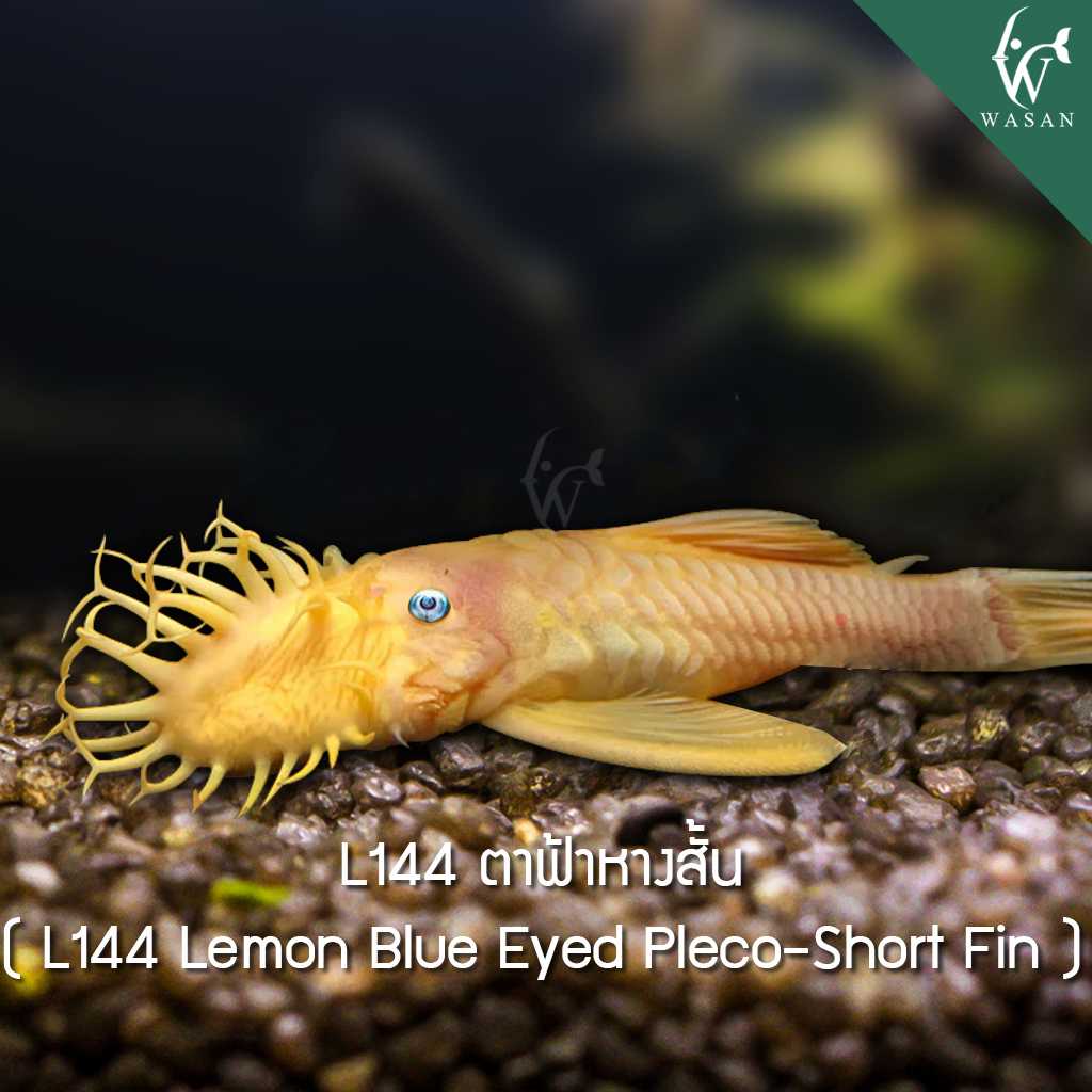 ปลาซัคเกอร์ L144 ตาฟ้าหางสั้น L144 Lemon Blue Eyed Pleco -Shot Fin (ไซส์ 1-1.7 นิ้ว)