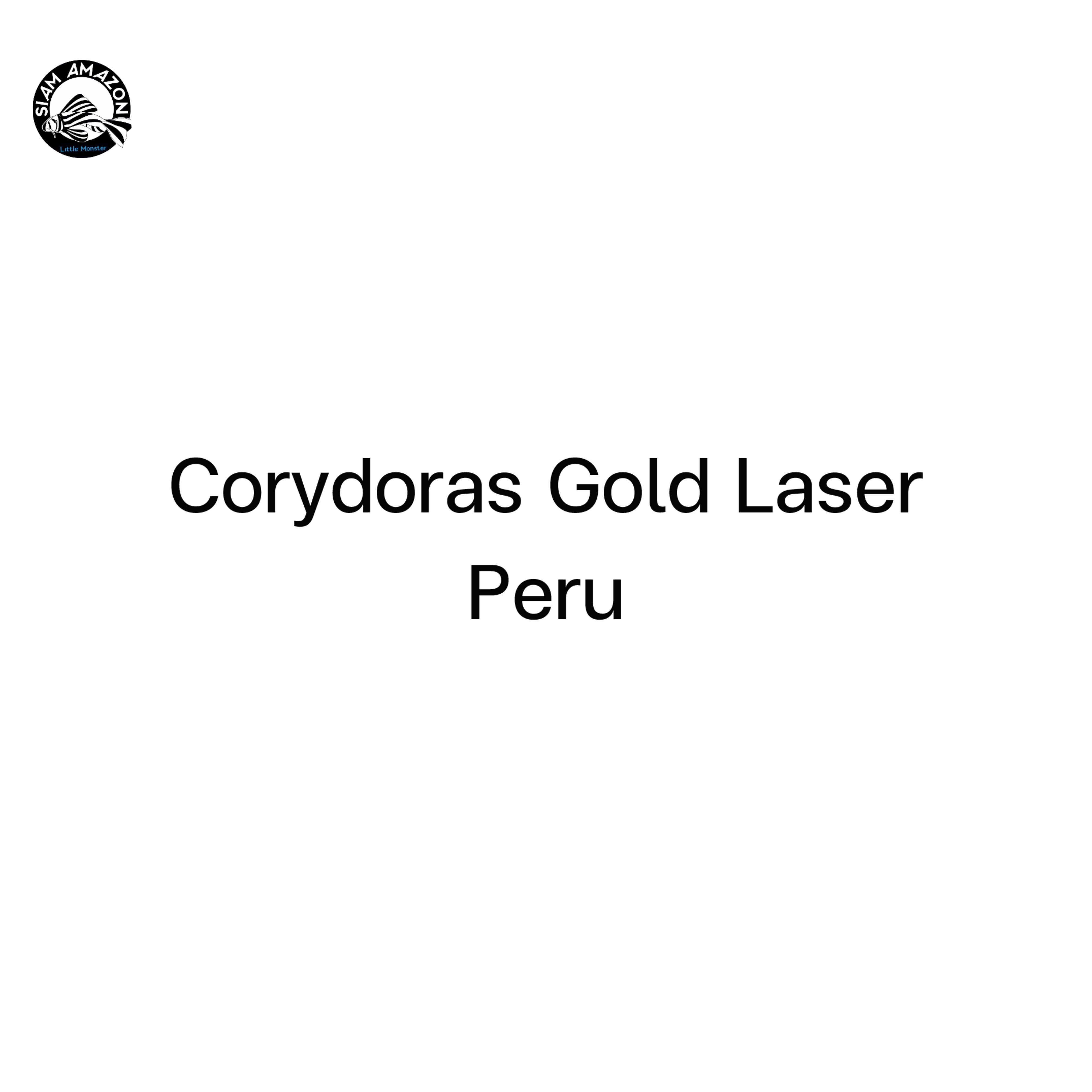 Corydoras Gold Laser 🇵🇪 