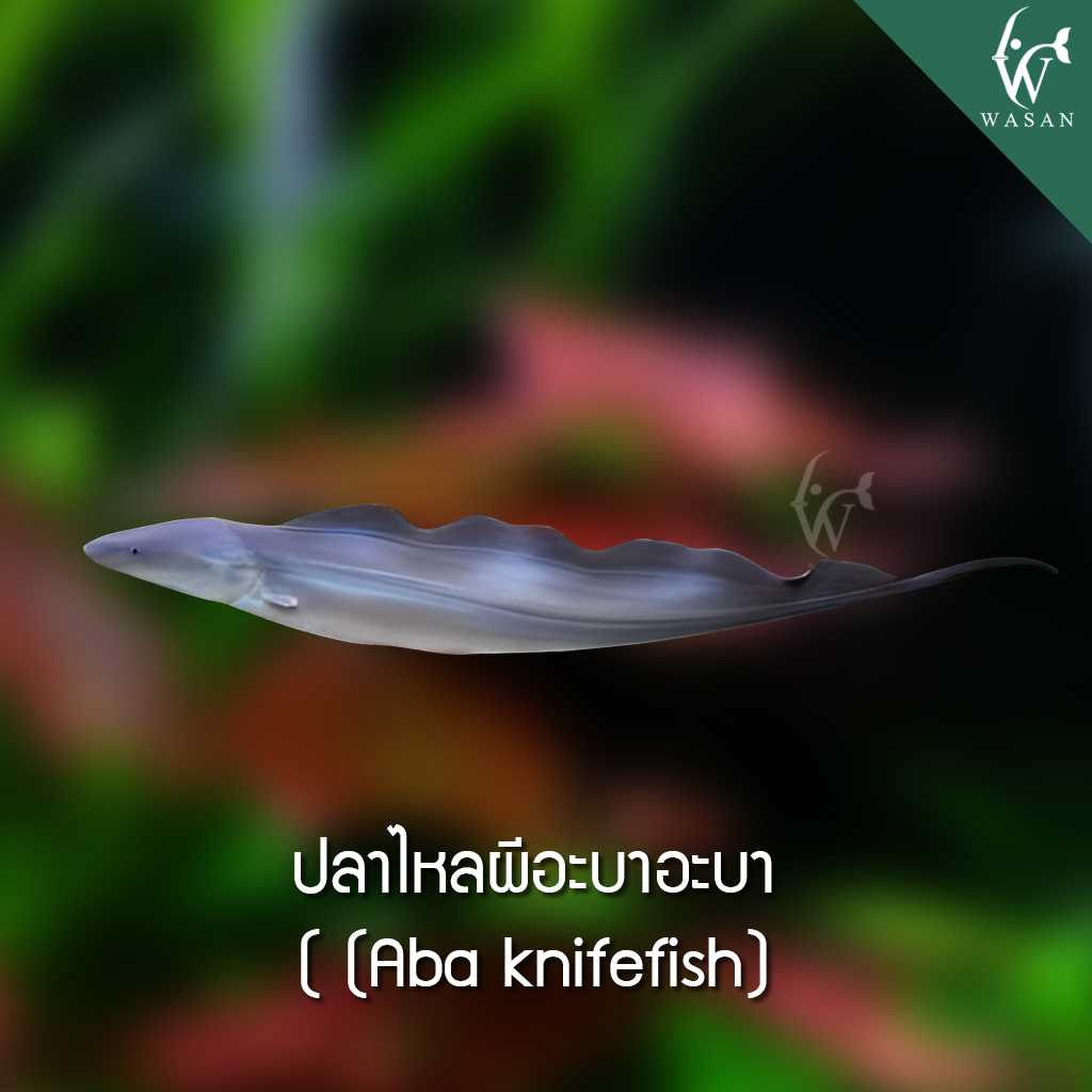 ปลาไหลผีอะบาอะบา Aba knifefish (ไซส์ 3 นิ้ว)