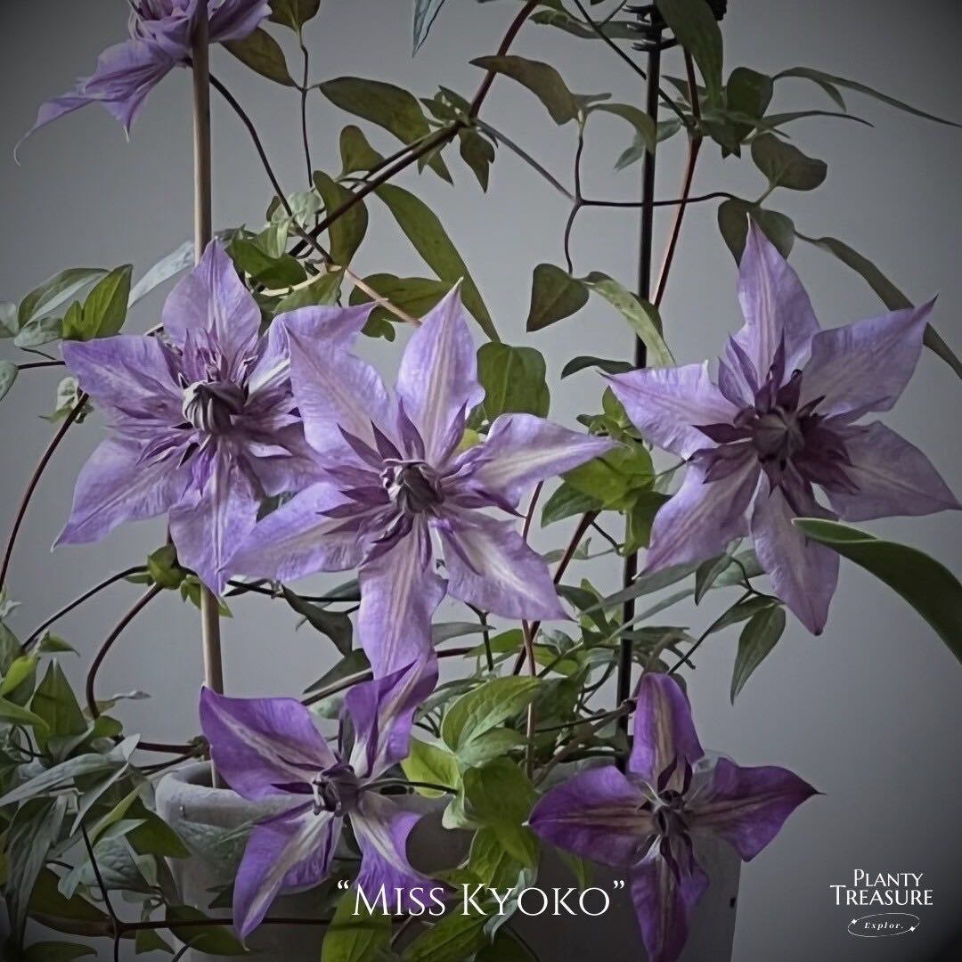 ‘Lady Kaoko’Clematis 