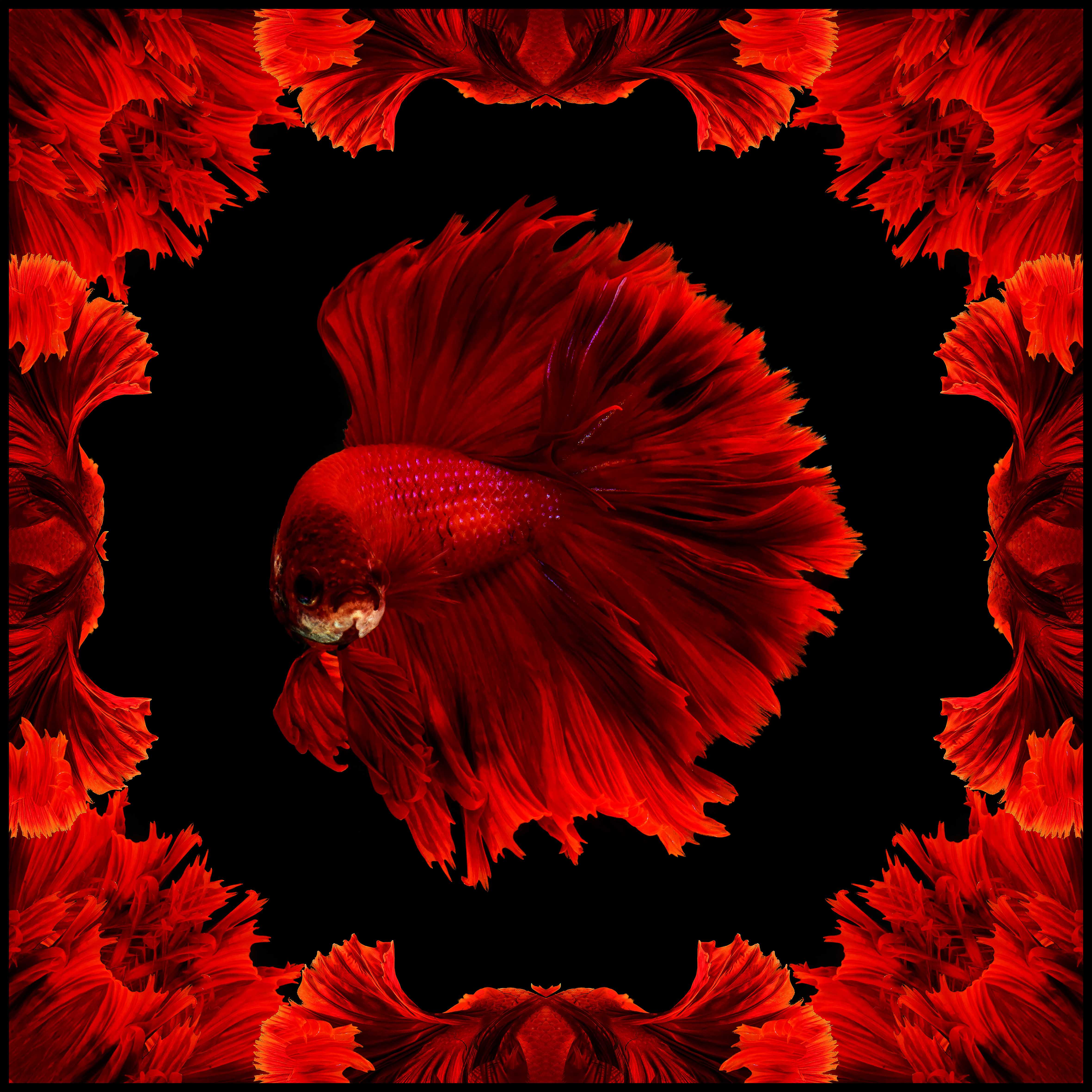 Red Black Halfmoon Betta  Scarf - Black/Red