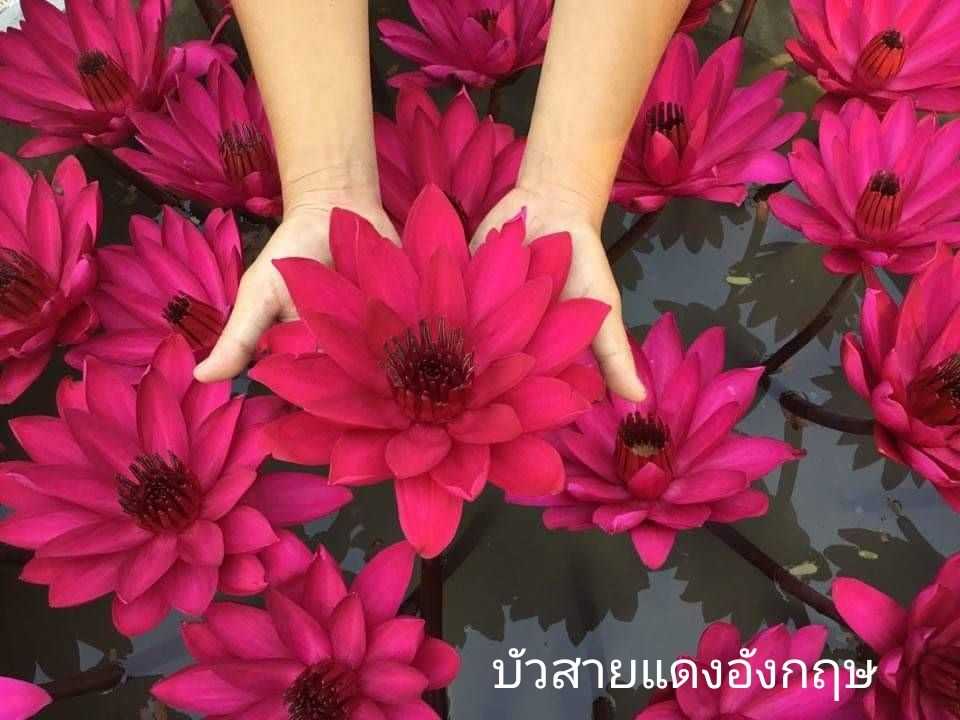 บัวสายแดงอังกฤษ