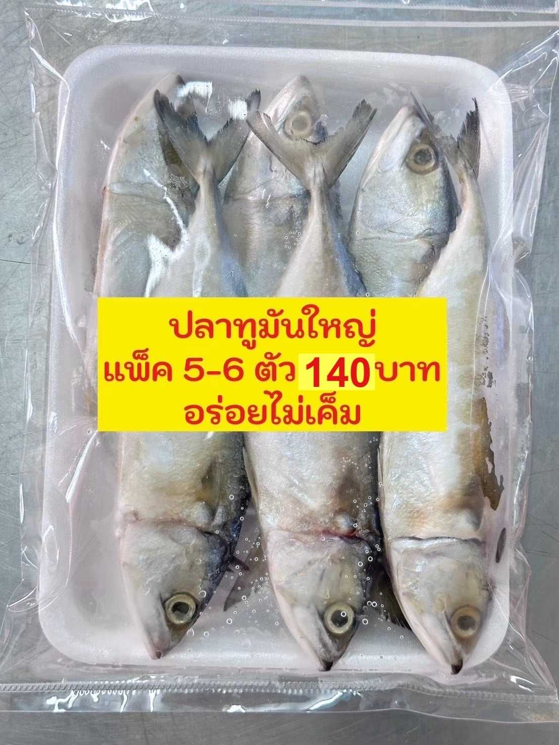 ปลาทูมัน140