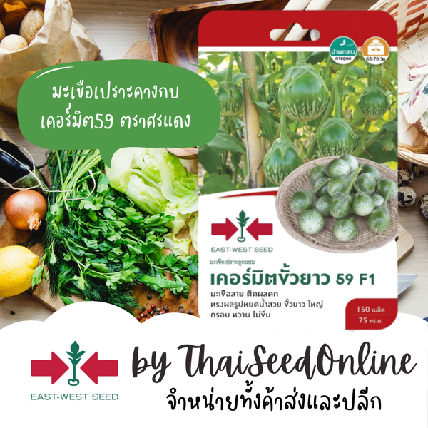 GGEW เมล็ดพันธุ์ซฟ มะเขือเปราะคางกบลูกผสม เคอร์มิตขั้วยาว 59 ตราศรแดง Round Eggplant