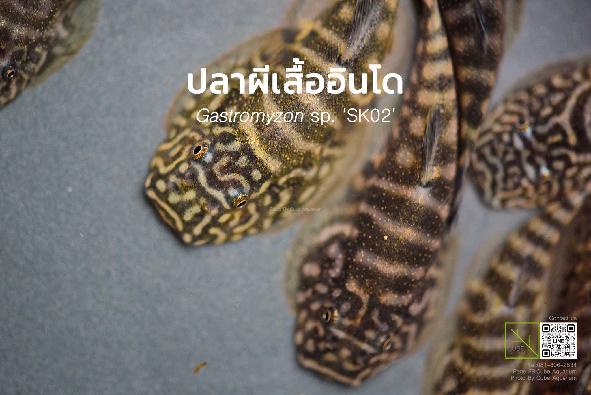 ผีเสื้ออินโด Gastromyzon sp. 'SK02' 1-1.3นิ้ว