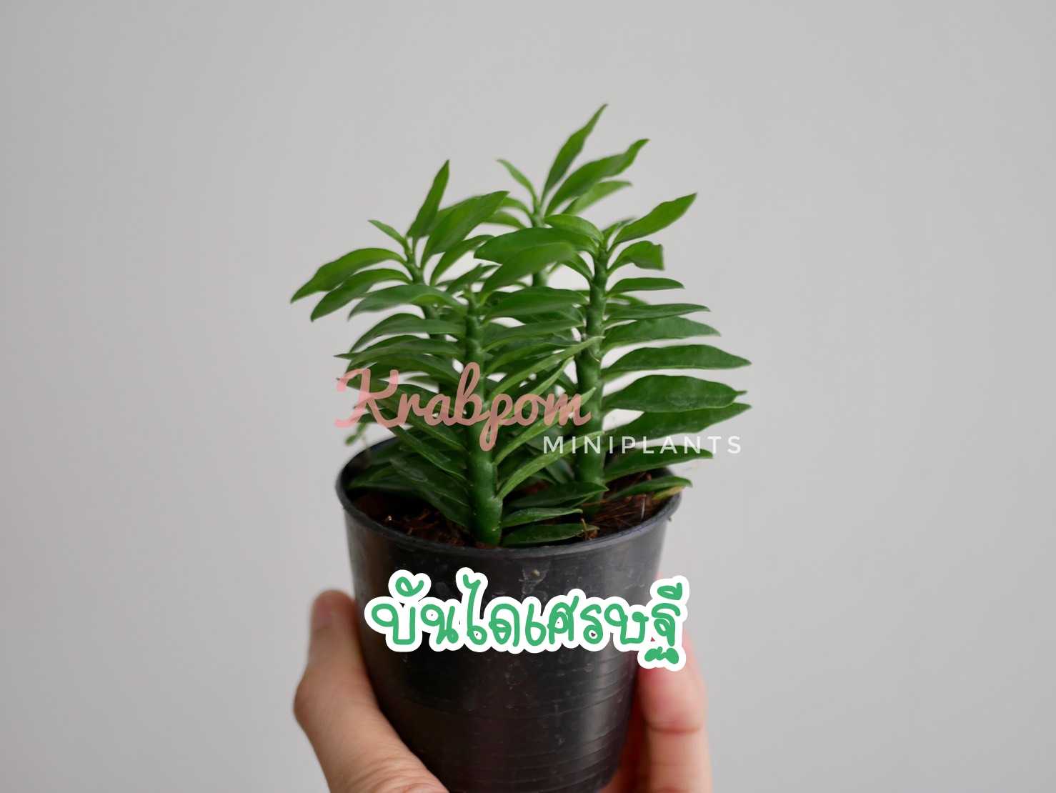บันไดเศรษฐี
